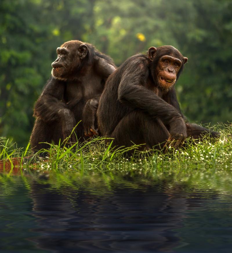 Professor James Tilley discusses how chimpanzee power struggles mirror human politics