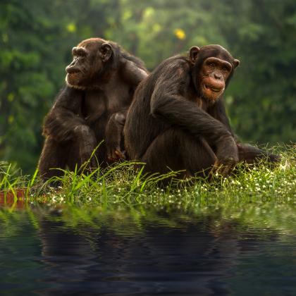Professor James Tilley discusses how chimpanzee power struggles mirror human politics